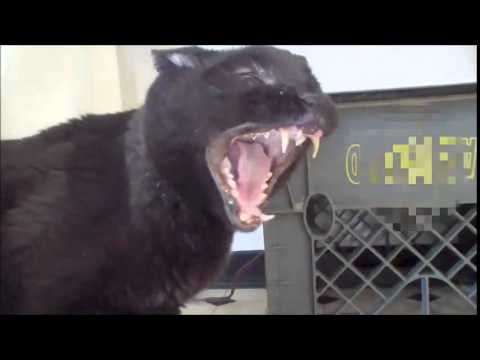 you will die!! [talking kitty]