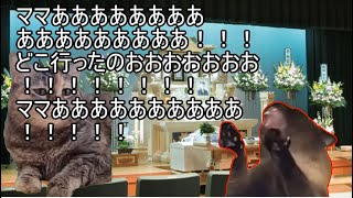 【猫ミーム】葬儀中に起こるトラブル？！責任者の拘りとは？葬儀社にアルバイトとして勤めていたお話その64