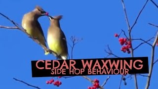 The Side Hop Behaviour of the Cedar Waxwing