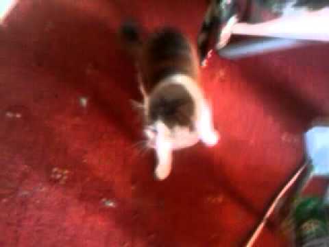 Paco Maroto-11.02.2012-After4e -:')