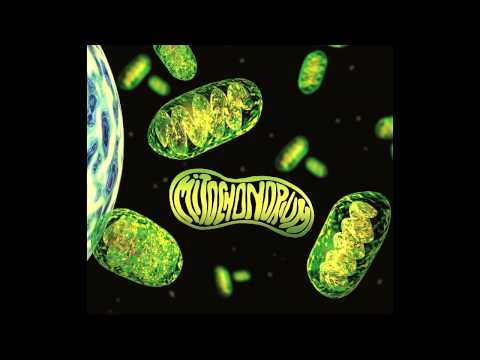 MITOCHONDRIUM - Pacior