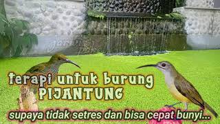 Download lagu terapi untuk burung Kolibri pijantung mp3 Download lagu terapi untuk burung Kolibri pijantung mp3