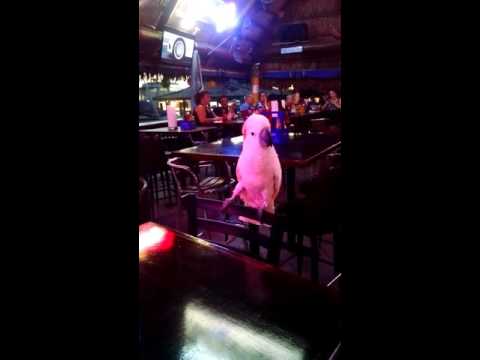 Mango dancing to Jennifer Lopez