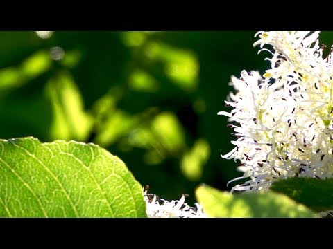 Morning Relaxing Music - Wake up with Beautiful Nature (Kayla)