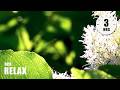 Morning Relaxing Music Wake Up With Beautiful Nature Kayla