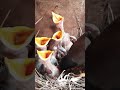 Mother Throws Immature baby bird out of the nest