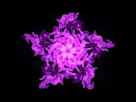 download lagu mp3 mp4 Icarus Flower, download lagu Icarus Flower gratis, unduh video klip Icarus Flower