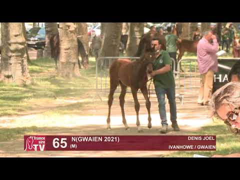 Sprinter Sacré Show 2021 : Lot 65 - N.21 Gwaien