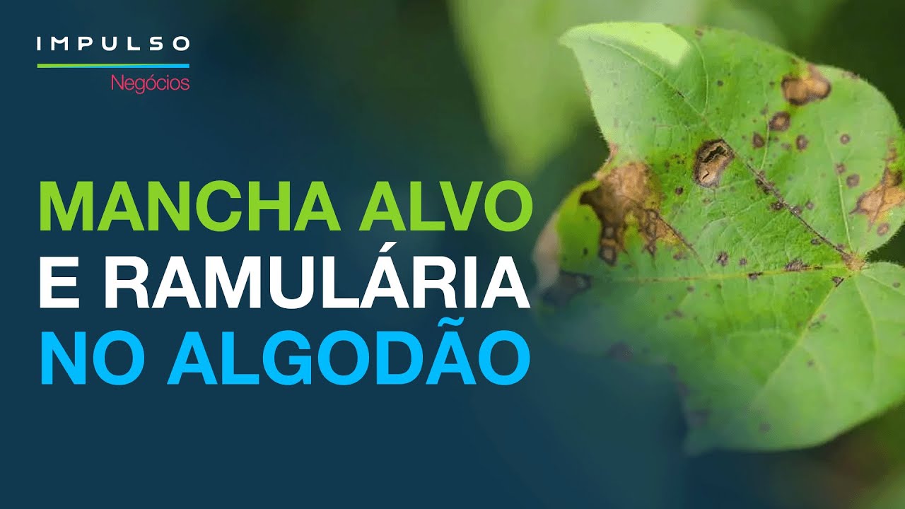Algodão: controle mancha alvo e ramulária! | Impulso Negócios EP. 147
