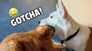 Are Cats Funnier Than Dogs?  HILARIOUS Compilation 😹