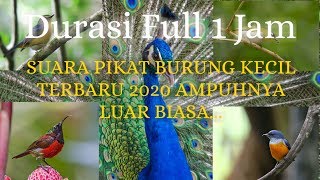 Download lagu Suara pikat burung kecil || Durasi Full 1 Jam cocok buat yang hobby Pikat Burung || JAMIN AMPUH👍 mp3