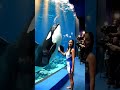 Orca Jessica A Love Beyond The Ocean