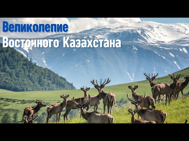 Восточный Казахстан, маралы и целебные свойства их пантов