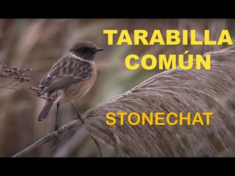 TARABILLA COMÚN | STONECHAT | Saxicola torquata