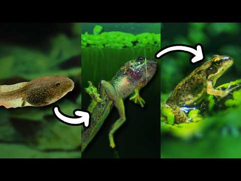 Raising Tadpoles to Frogs - An Epic Adventure