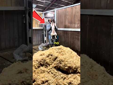 no le enseñes a tu perro a cavar #shorts  #perro