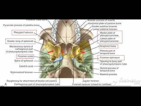 tensor veli palitini