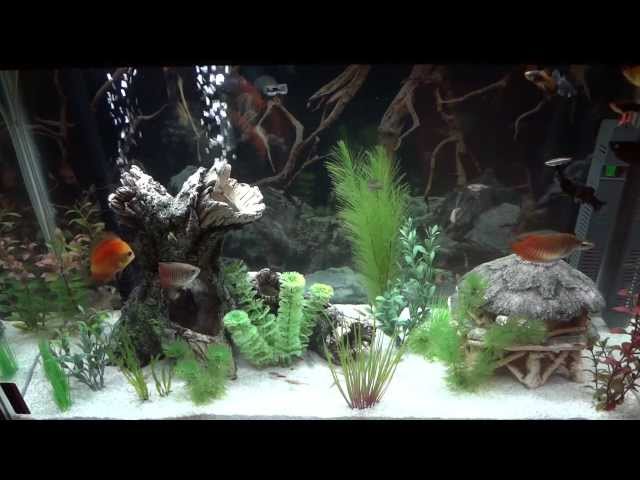 Discus Feeding and other fish.