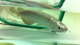 Arowana gh