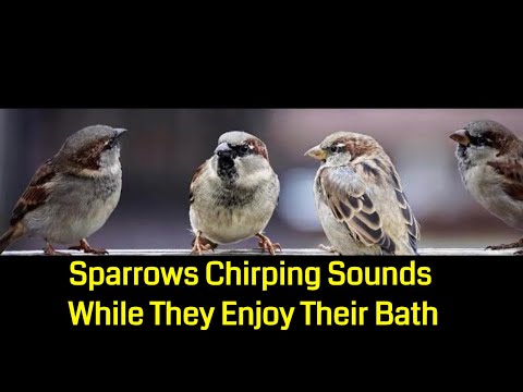 Sparrows Chirping Sounds While They Enjoy Their Bath