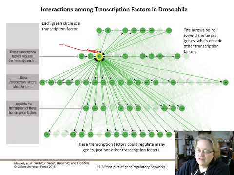 Ch. 14 Networks of Gene Regulation - Part 3 - Gene Regulatory Networks