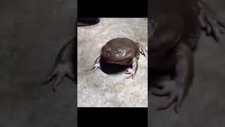 Download lagu jadi begini suara kodok🤔 mp3