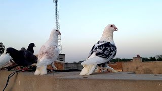 Fancy Kabotar Video | Kabotar Bazi Video | Indian Kabotar Bazi | #pigeon #kabootar