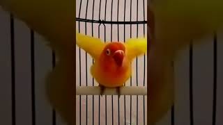 Download lagu BURUNG LOVEBIRD BETINA MINTA KAWIN,PANCING LOVEBIRD JANTAN KAWIN#shorts mp3