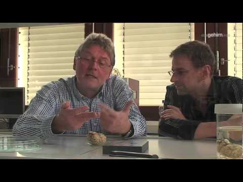 Das Schafhirn: Hirnnerven