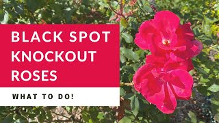 Black Spot on Knockout Roses: How to Treat Black Spot in 3 Steps
