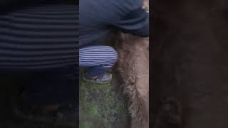 Bear caught by Kashmiri