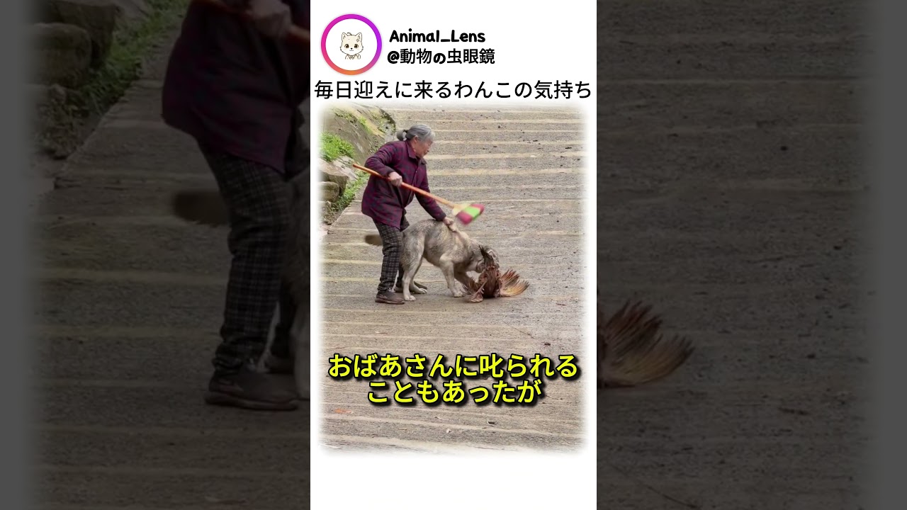 毎日迎えに来るわんこの気持ち