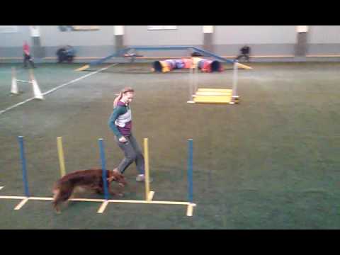 Viva Agility A1 - 1st place