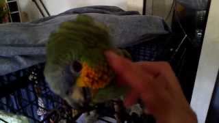 preview picture of video 'Claude The Hilarious Parrot - Bird Sitters in Naples FL (239) 465-6295'
