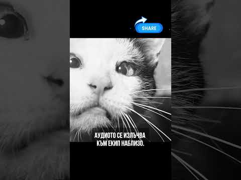 Акустичният котарак – шпионажът, който мяука