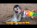 How Is Mila Troop Monkeys How Is Kevin Katie Nelson Pinky Mona Copper Was Surely Missing