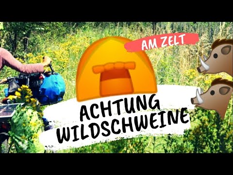 🐗🐗 WILDSCHWEINE BEIM WILD ZELTEN ⛺ | Radreise Polen Teil 2