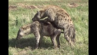 Spotted hyena mating behavior II