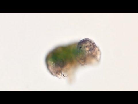 Water bears: The toughest micro-animal on the planet?