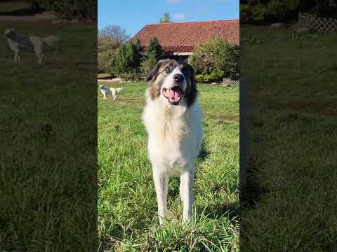 Advaita, niewidomy pies, dostał nowe życie #fundacjaduchleona #helpingdogs #shorts