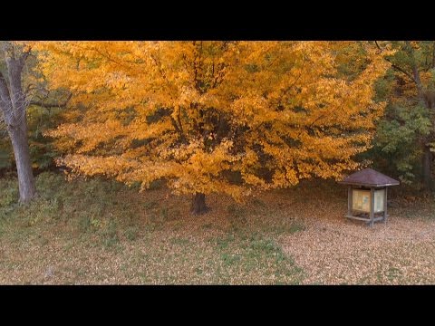 youtube embeded image