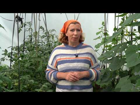 Миниатюра изображения товара Удобрение Буйские удобрения Волшебная Лейка для Томатов, Перцев, Баклажанов (0.5л)