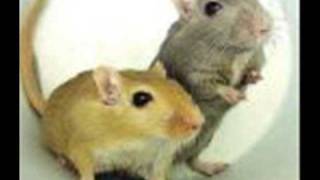 Gerbil Song!! By Stephen Lynch