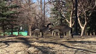 カルガリー市内観光ツアー、日本語ガイドとぶら²散歩♪