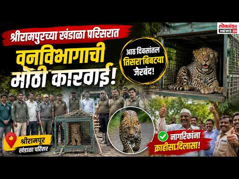 श्रीरामपूरच्या खंडाळा परिसरात वनविभागाची मोठी कारवाई; आठ दिवसांतील तिसरा बिबट्या जेरबंद झाल्याने नागरिकांना काहीसा दिलासा!