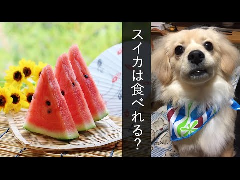 犬はスイカを食べても大丈夫ですか?