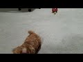 Wiki Puppy 2