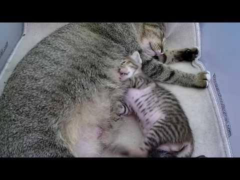Mother Cat Breast-Feeding Her Kittens