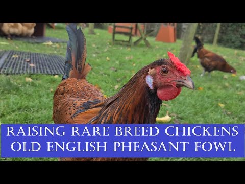 Raising Rare Breed Chickens: Old English Pheasant Fowl