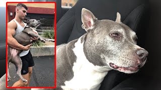 12 Pot Cookies Later... (DOG EATS WEED!)